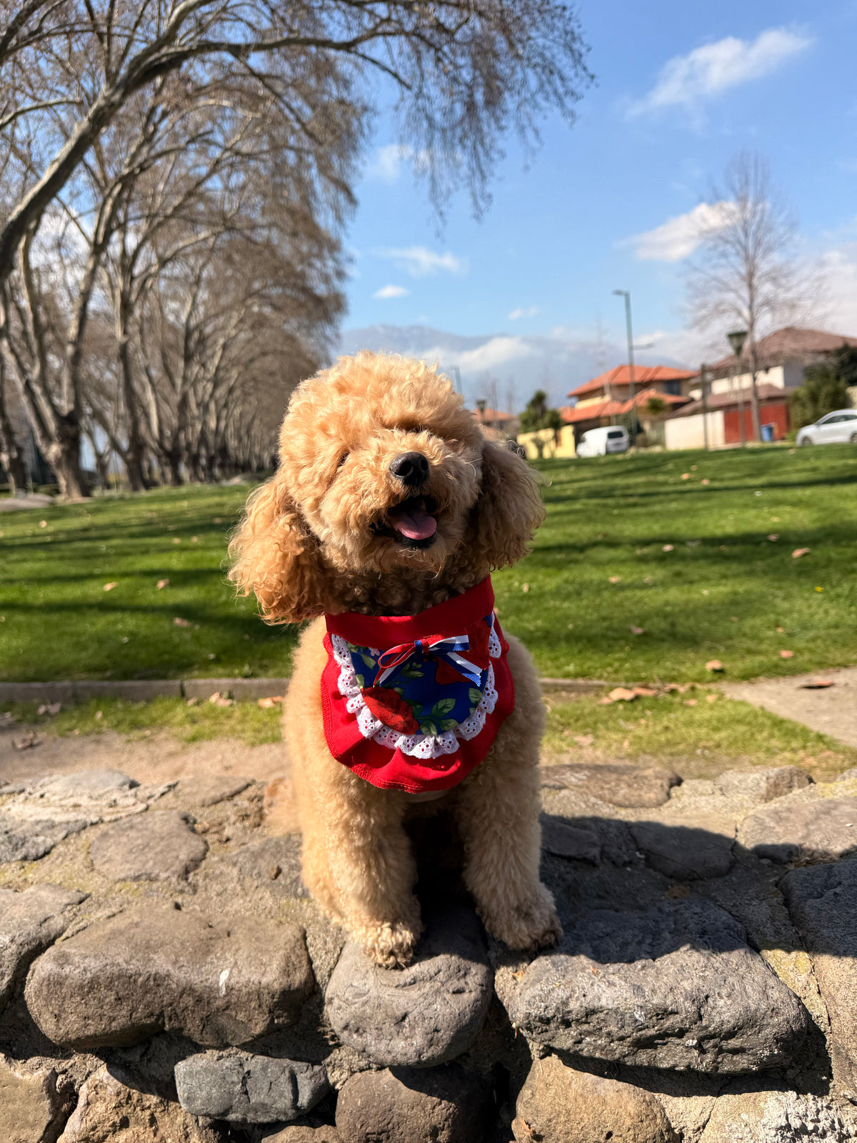 Poncho huaso y Bandana huasita 🇨🇱